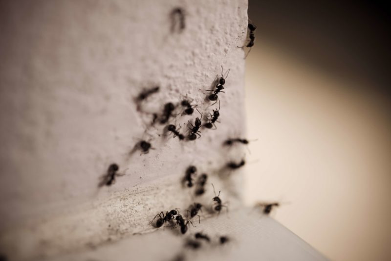 Ant Populations