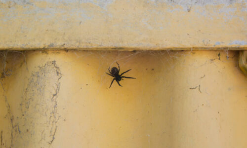 A common Black House spider crawling on a concrete surface