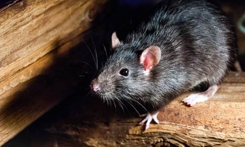 Black Rat Pest Control