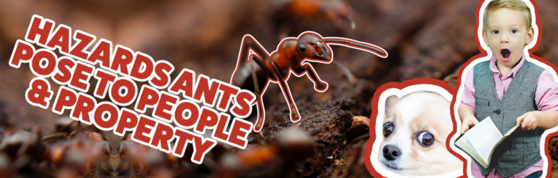 Hazardous Ants Banner