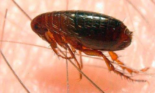 Common Flea Pest Control