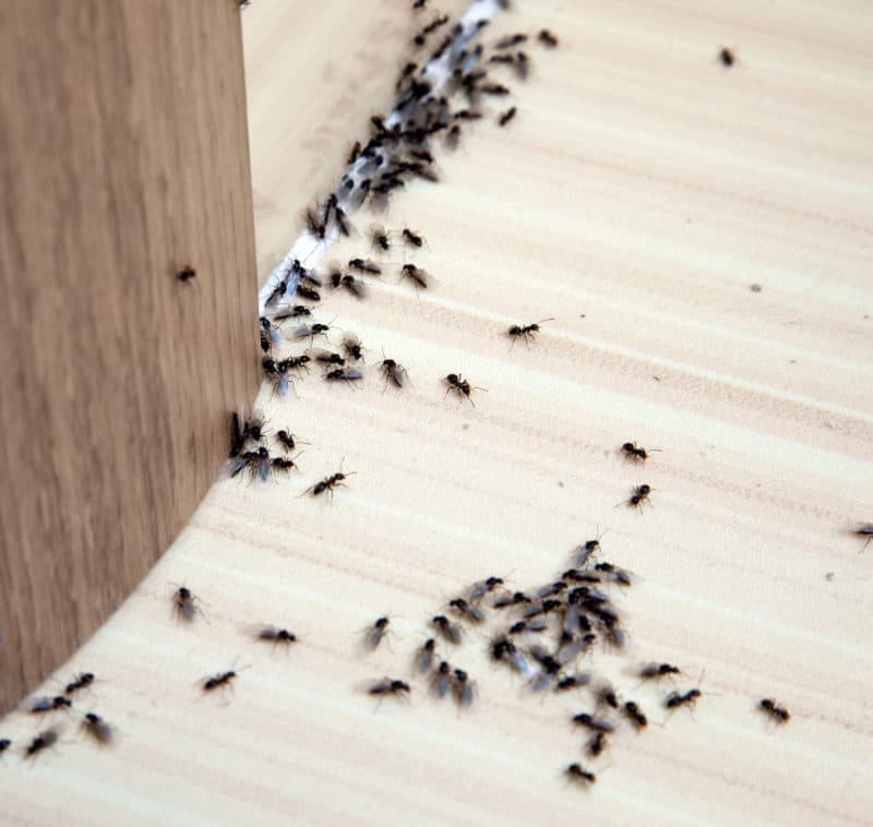 How to Get Rid of Ants in Your Office