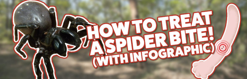 Treat a Spider Bite Banner