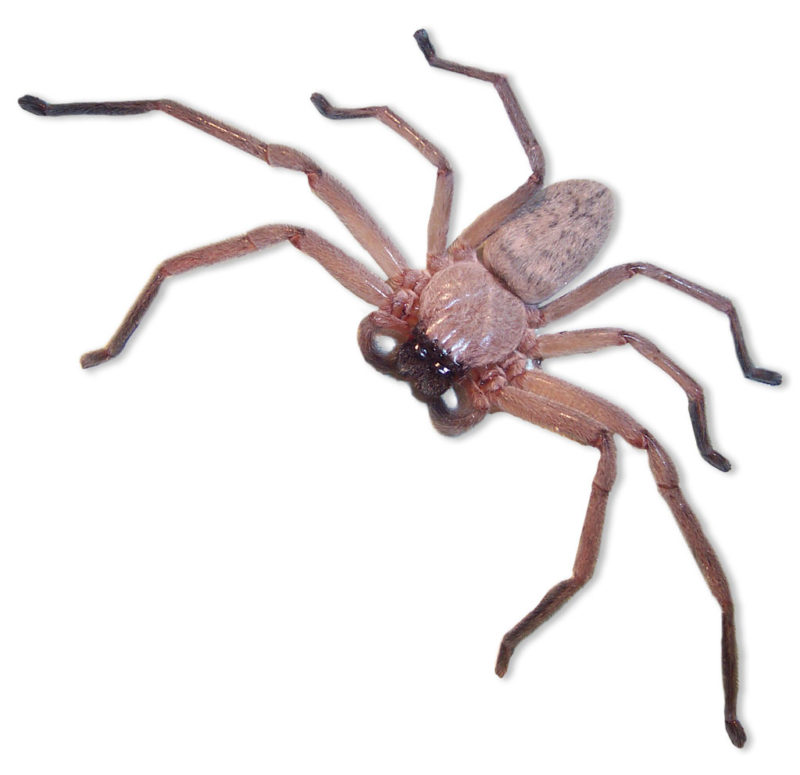 Are Huntsman Spiders Dangerous