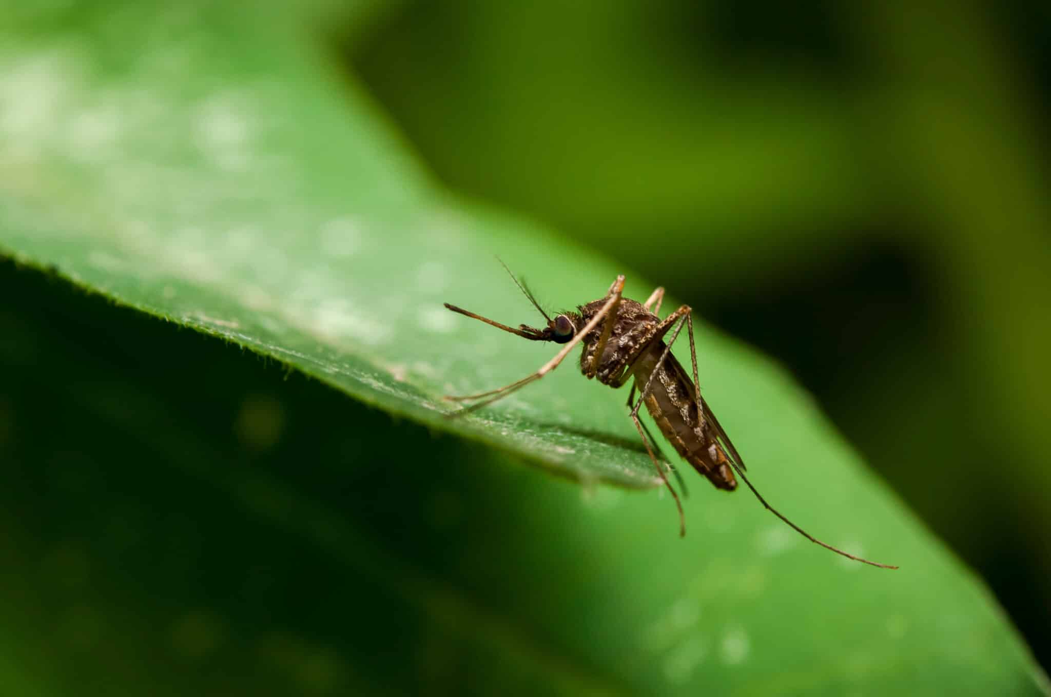 Mosquito Pest Control