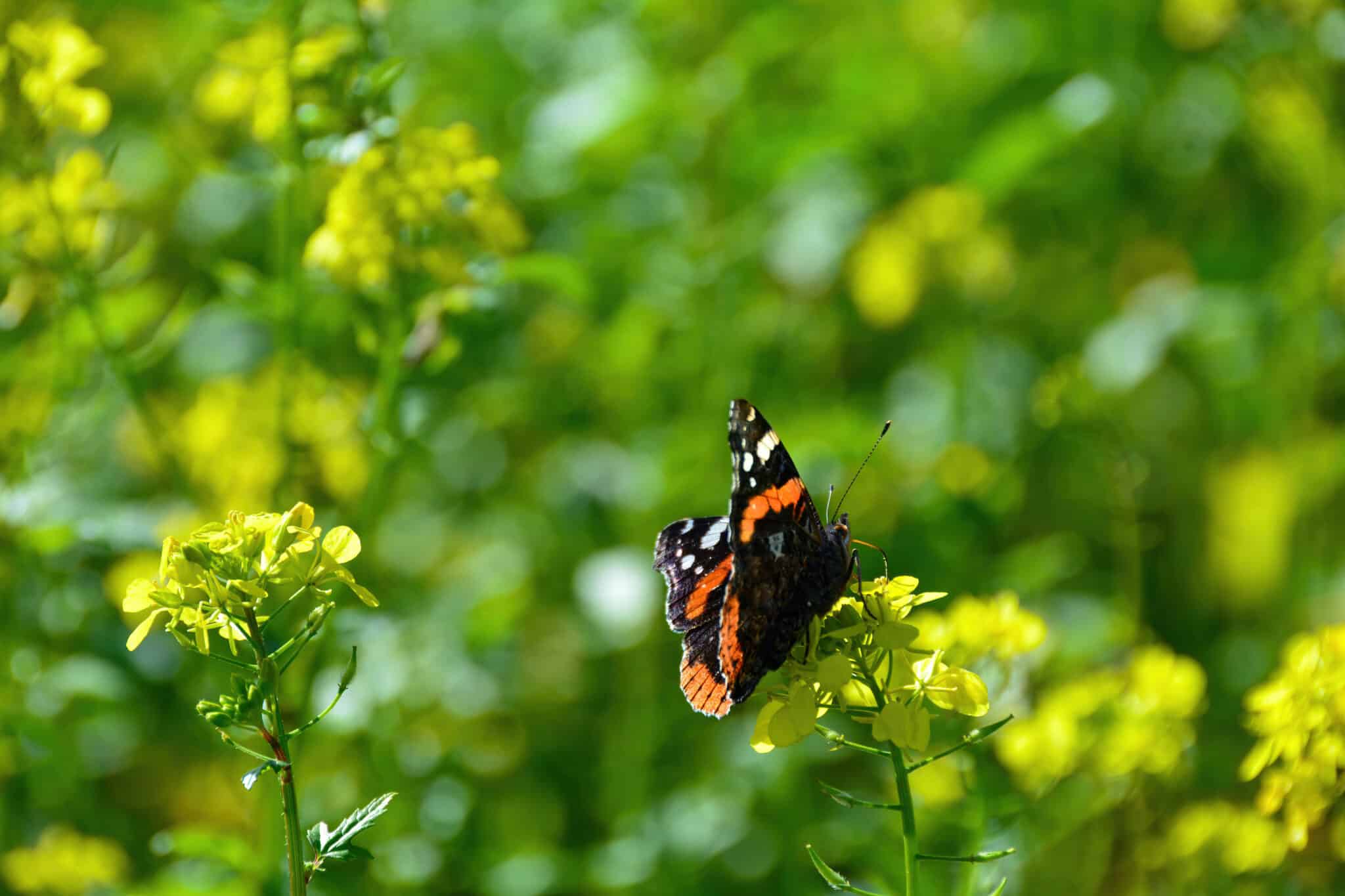 Flick Pest Control - Admiral Butterfly