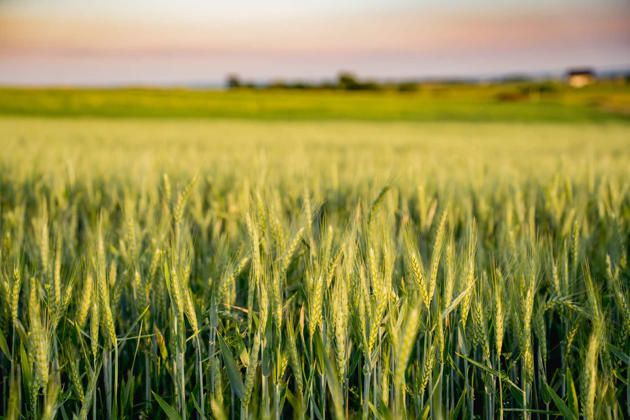 Flick Pest Control Prevents Property Loss