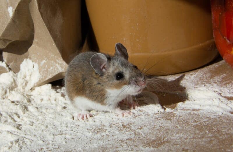How to Get Rid of Mice from your home