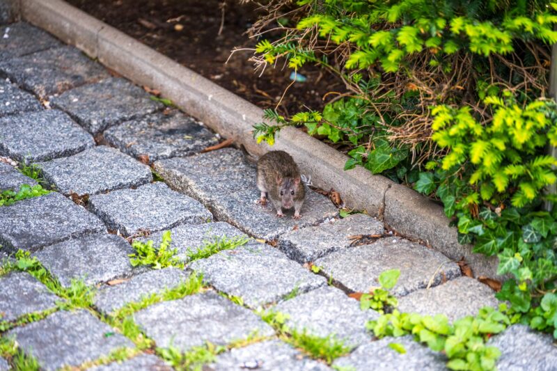 Rat scurrying in residential backyard garden