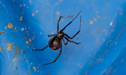 A redback spider weaving a web