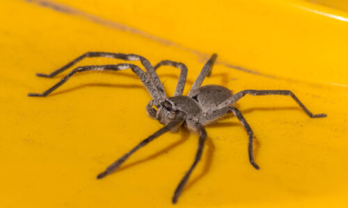 South Australian Huntsman Spider Resting On The (yellow) Lid Of A Garbage Can