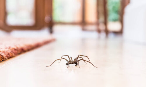 A large spider poised in the middle of the floor of a residence
