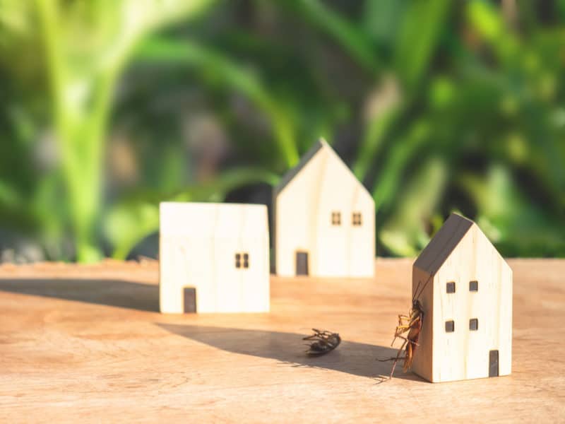 Tips to Prevent Cockroaches