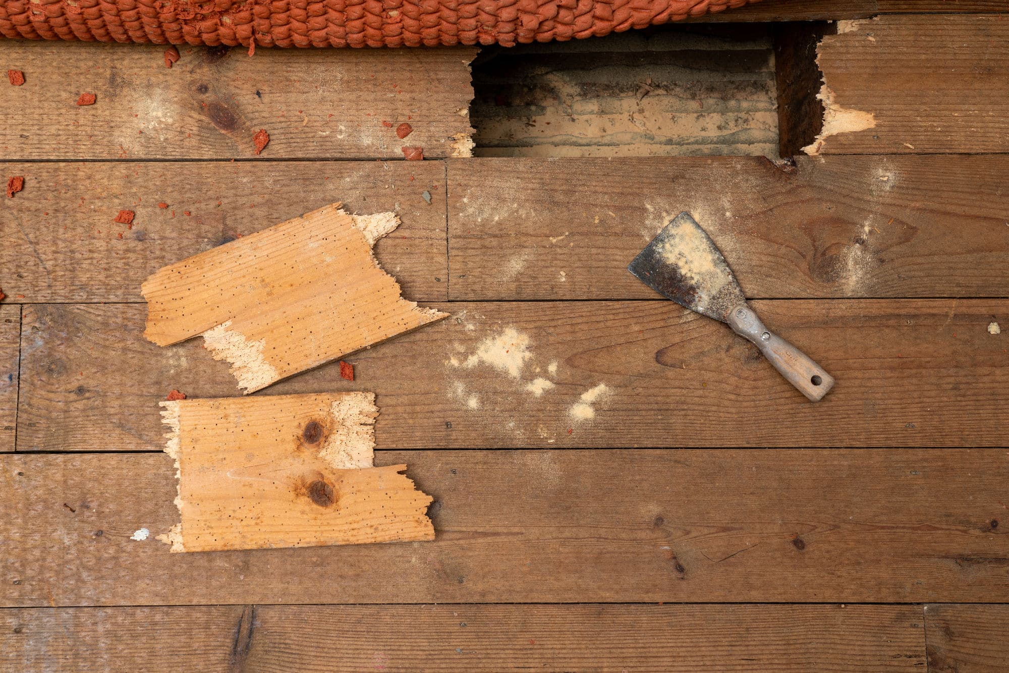 Holes in wood, sign of a borer infestation