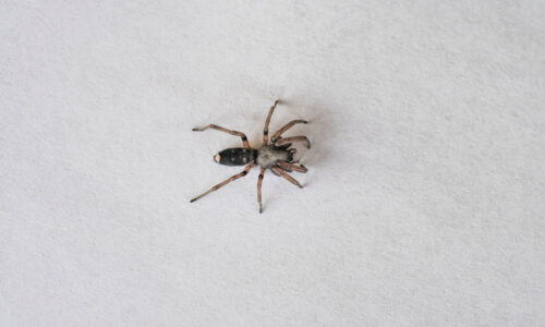 A Dangerous White Tailed Spider Pictured Against A White Background