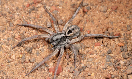 Wolf Spider Hunting At Night